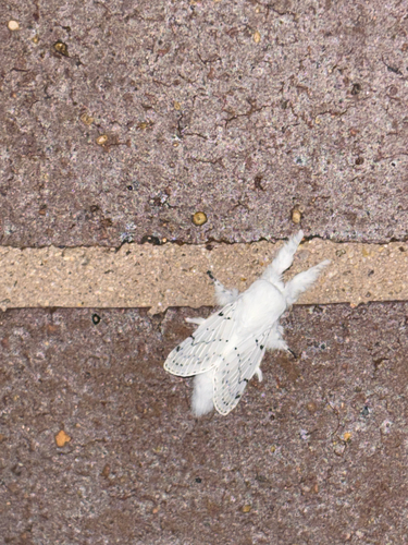 Dot-lined White