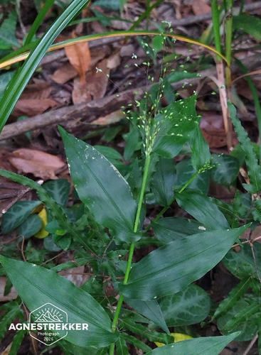 Panicum brevifolium, photograph 1