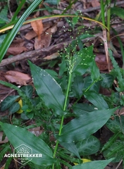 Panicum brevifolium