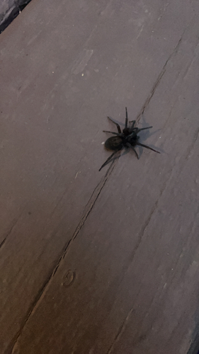 Black Laceweaver