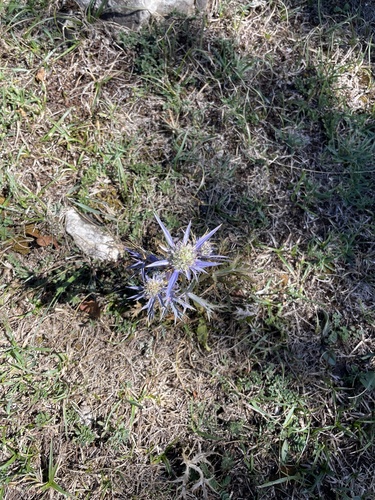 Italian Eryngo