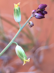 Streptanthus longirostris