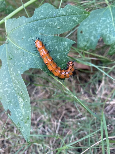 Gulf Fritillary