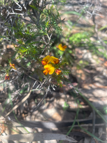 common eutaxia