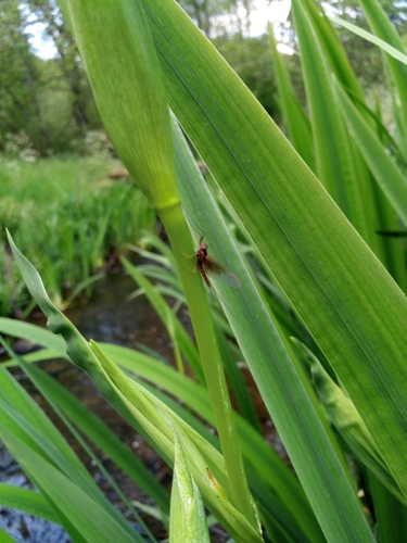 Rhithrogena picteti