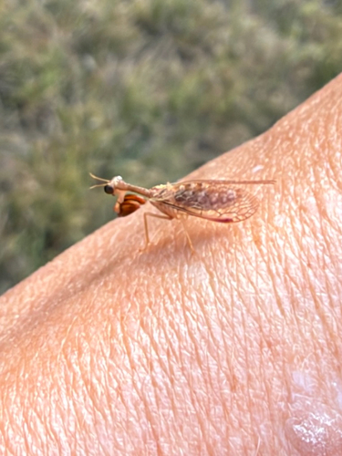 Say's Mantidfly