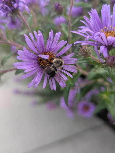 Common Eastern Bumble Bee