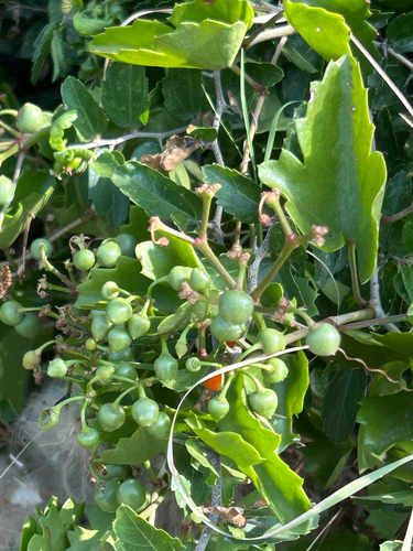 sorrelvine