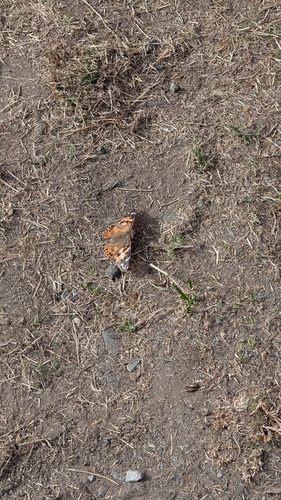 Painted Lady