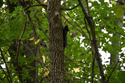 Eastern Gray Squirrel