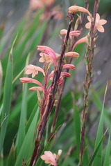Watsonia meriana, photograph (c) Cricket Raspet, some rights reserved (CC BY)