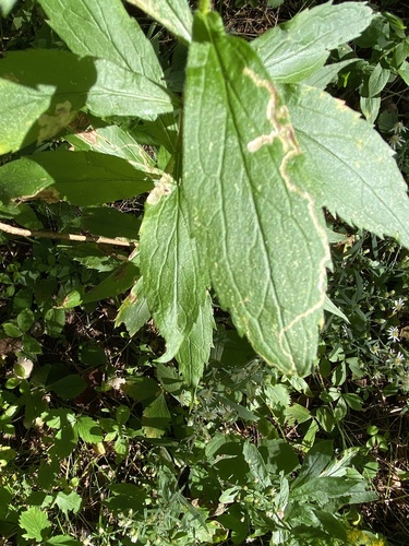 Liriomyza eupatorii