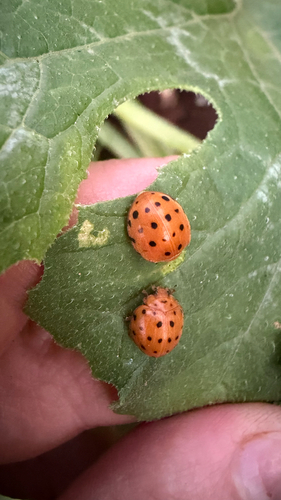 Henosepilachna sumbana