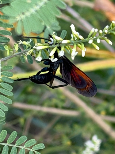 Pepsis grossa