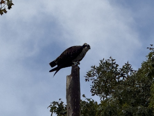 Osprey