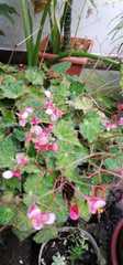 Begonia bowerae