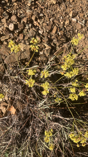 Shortstem Buckwheat