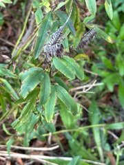 Trifolium rubens, photograph (c) Jose Gutierrez Higa, some rights reserved (CC BY)