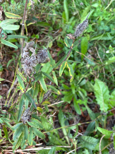Trifolium rubens, 2026-09-23