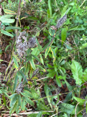Trifolium rubens