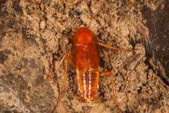 Blattoidae