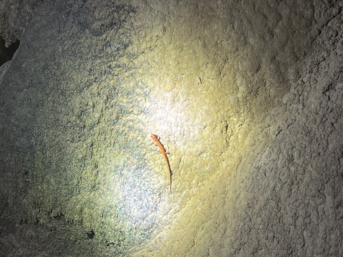 Cave Salamander