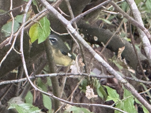 Black-throated Blue Warbler