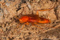 Blattoidae