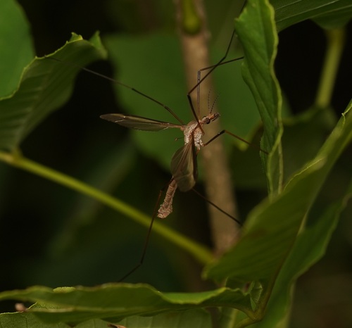 Marsh Crane Fly