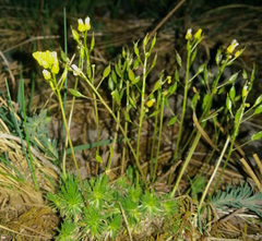 Draba aizoides