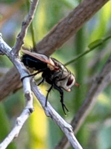 Archytas apicifer