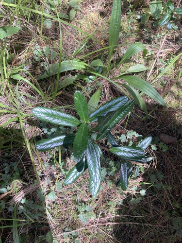 Oreopanax mutisianus