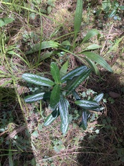 Oreopanax mutisianus