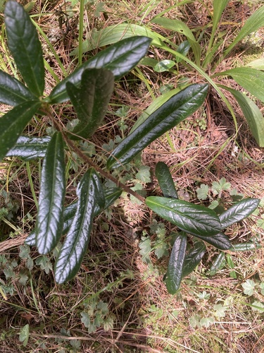 Oreopanax mutisianus, photograph 2