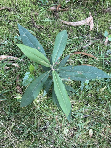 Myrsine coriacea