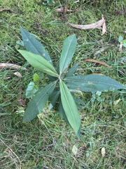 Myrsine coriacea