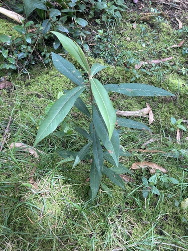 Myrsine coriacea, photograph 2