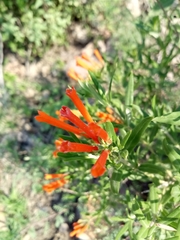 Bouvardia tenuifolia