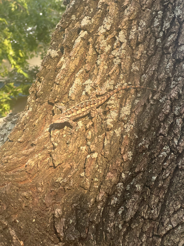 Texas Spiny Lizard