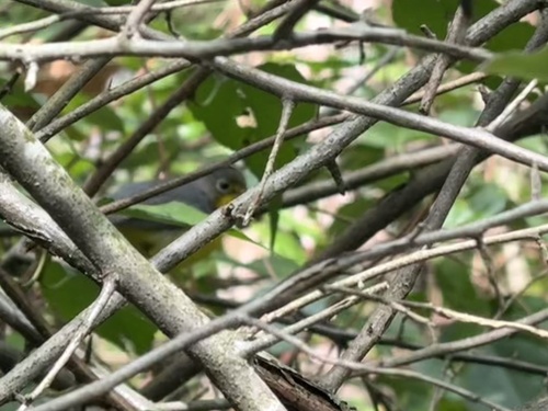 Canada Warbler