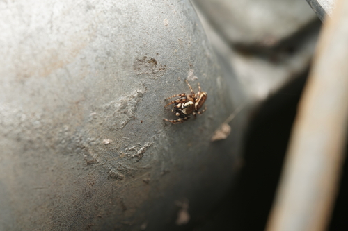 Pelegrina proterva