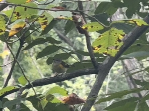 American Redstart