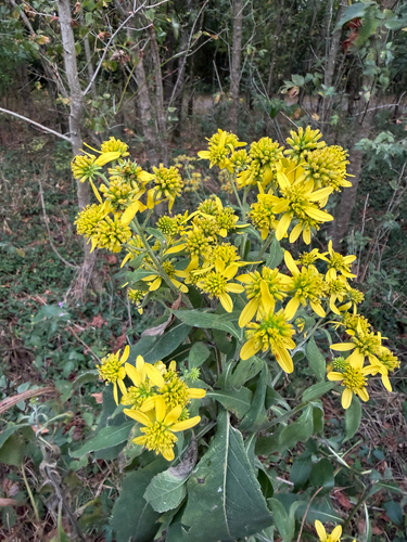 Wingstem