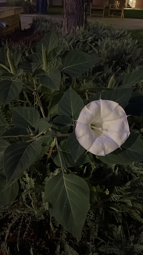 Sacred Datura