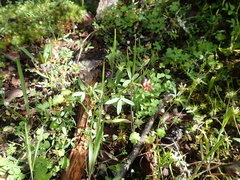 Trifolium oliganthum