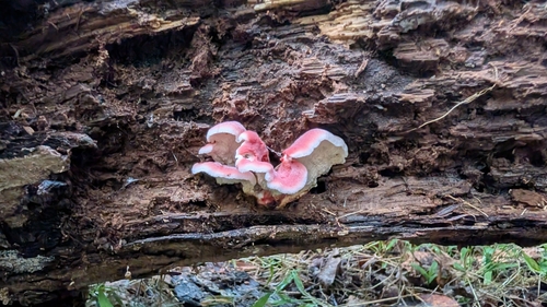 Coral-pink Merulius