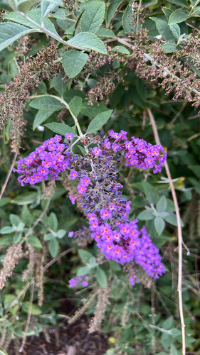 Butterfly bush