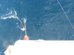 Acanthocybium solandri