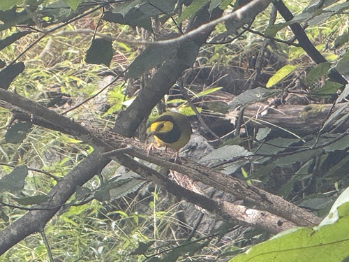 Hooded Warbler