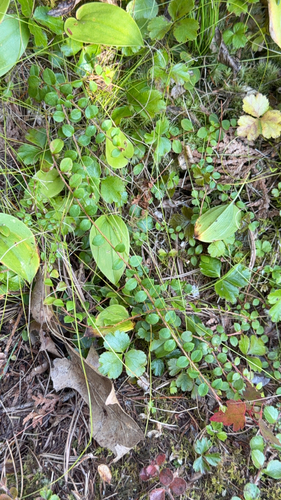 creeping snowberry